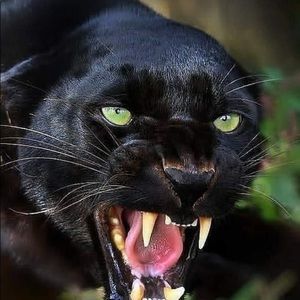 Meet your Posher, Earl